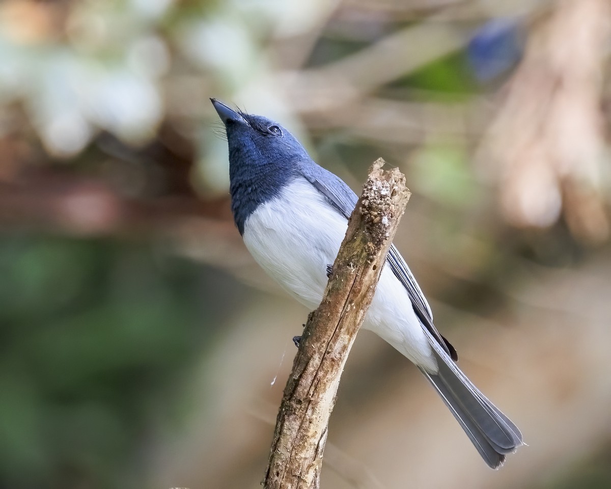 Leaden Flycatcher - ML646039197