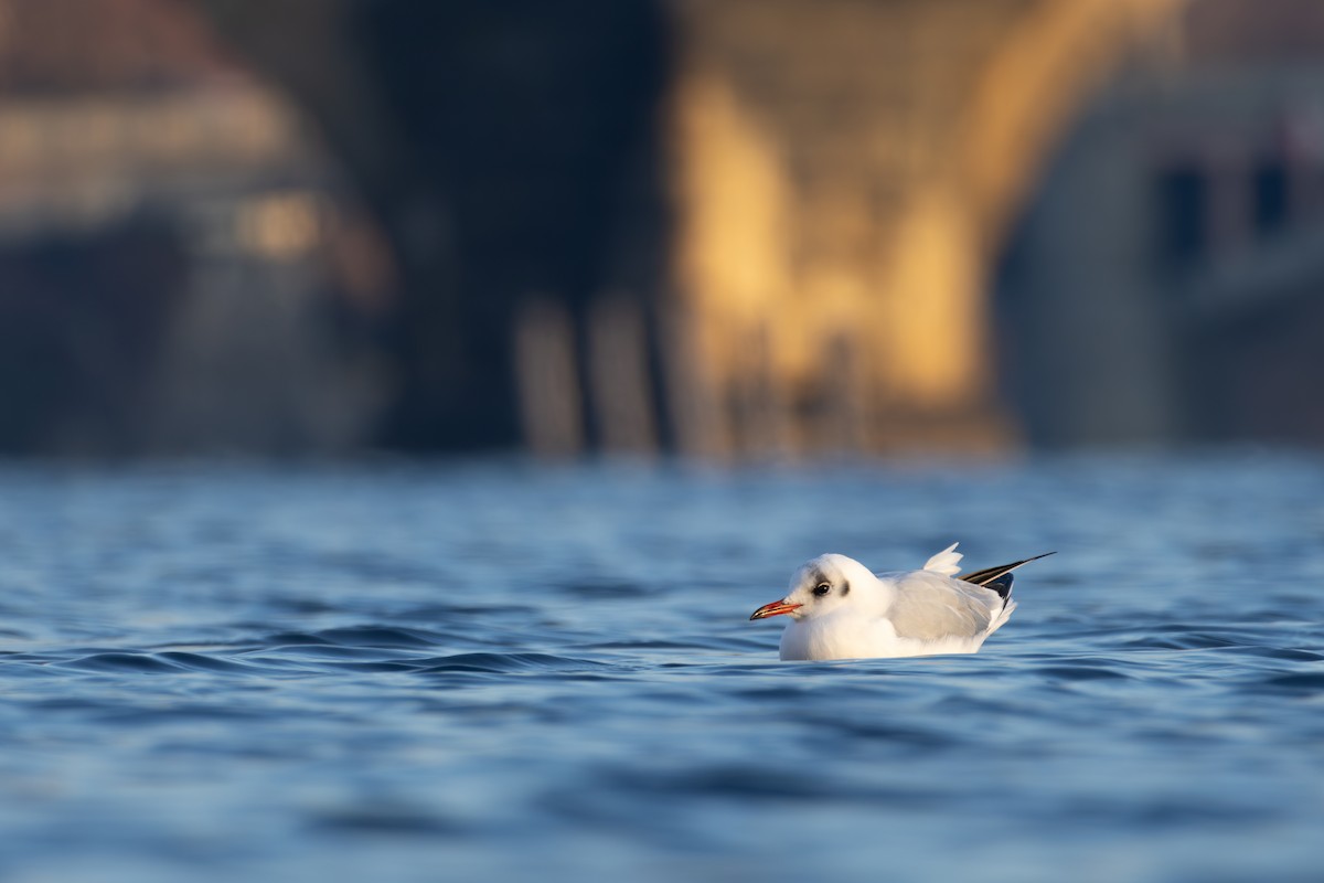 racek chechtavý - ML646039198