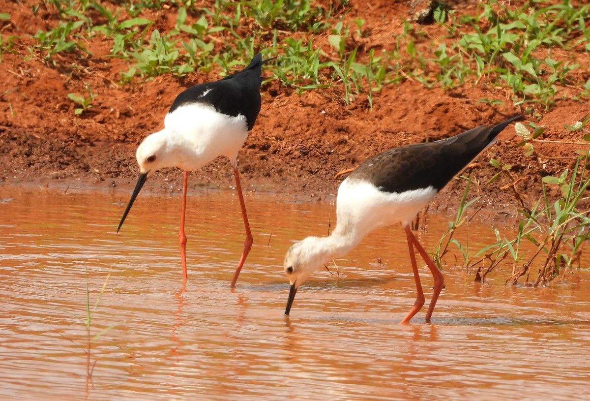 pisila čáponohá - ML646039199