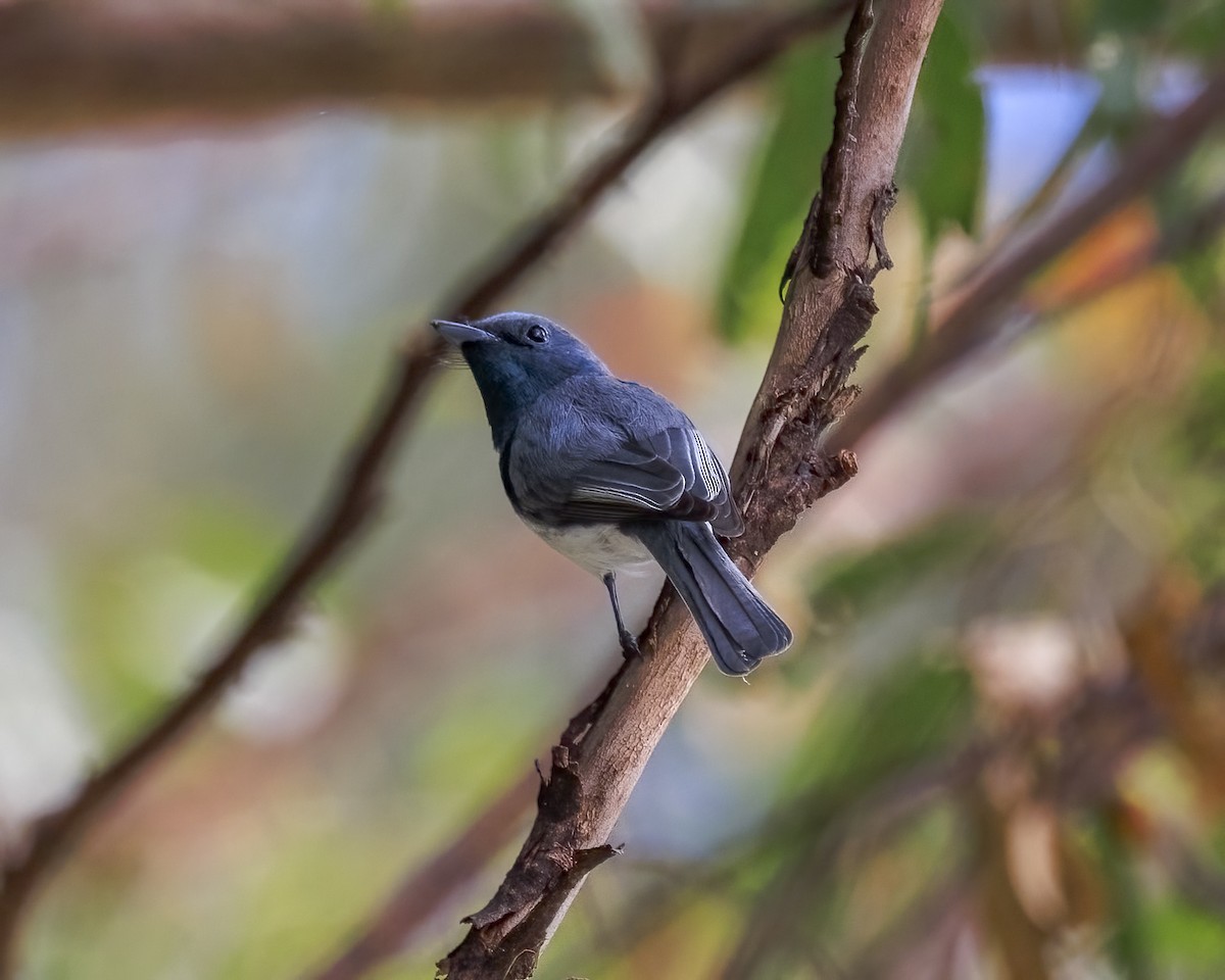 Leaden Flycatcher - ML646039205