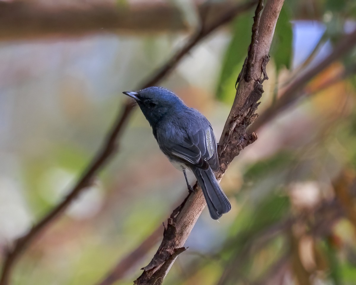 Leaden Flycatcher - ML646039206