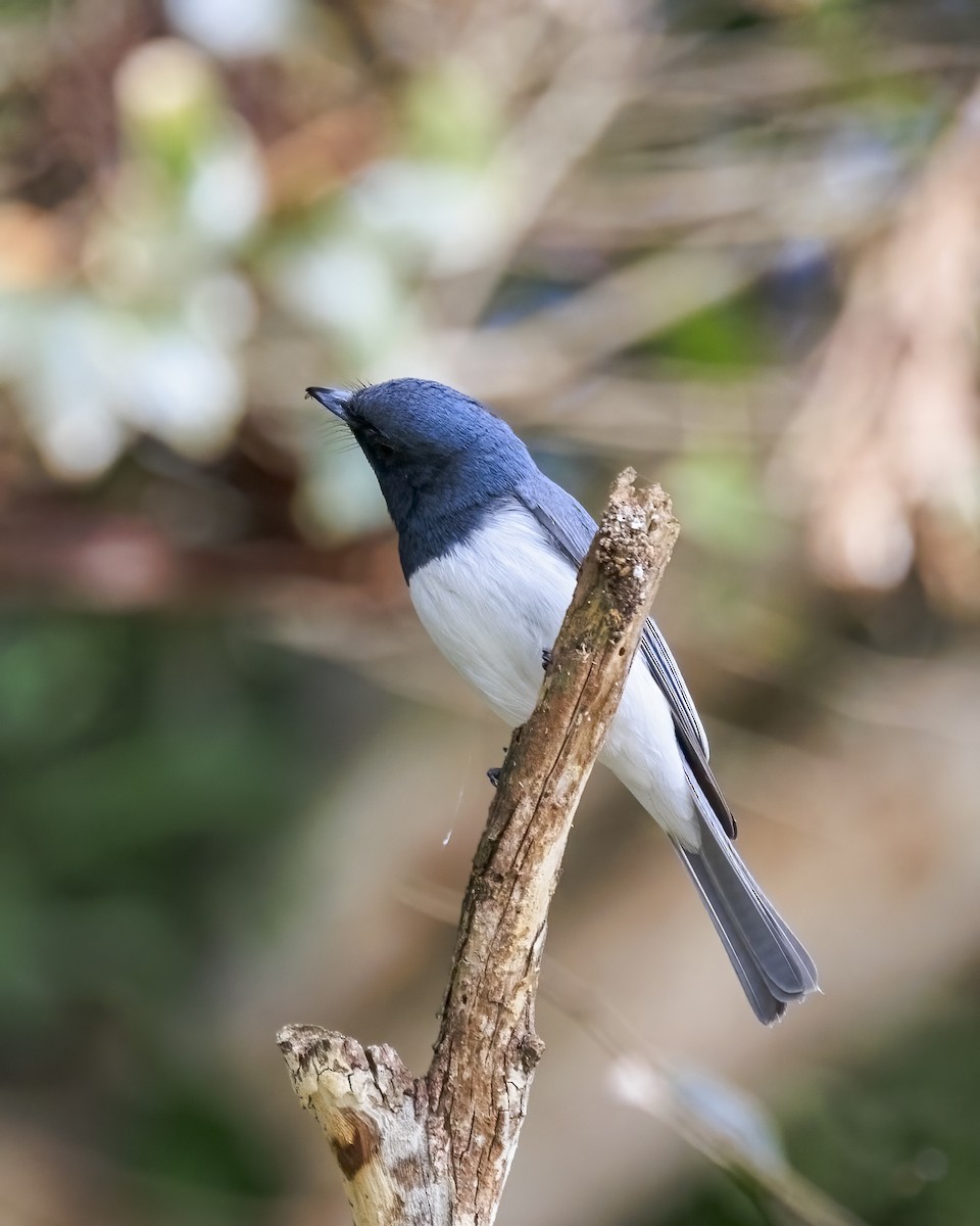 Leaden Flycatcher - ML646039207