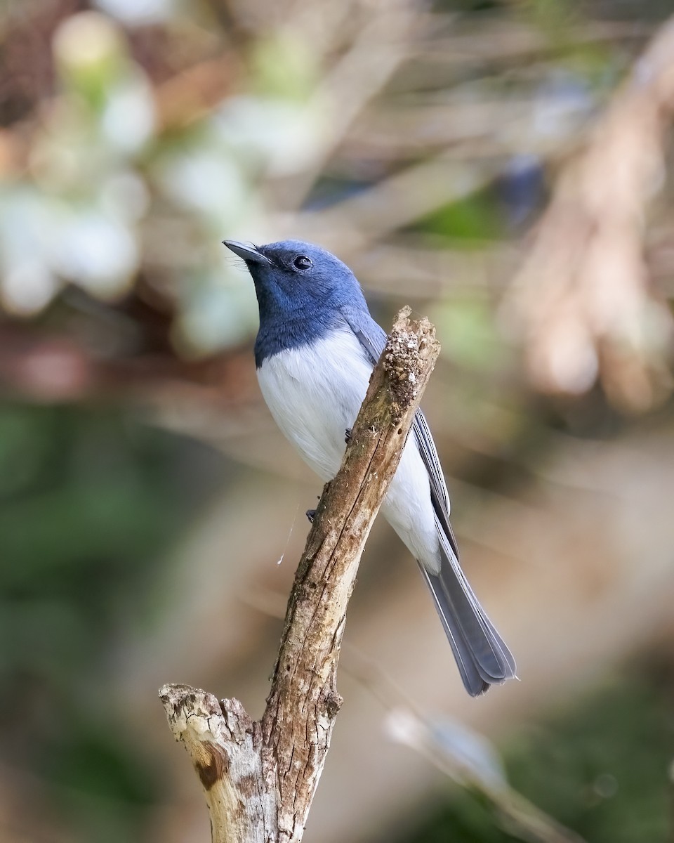 Leaden Flycatcher - ML646039208