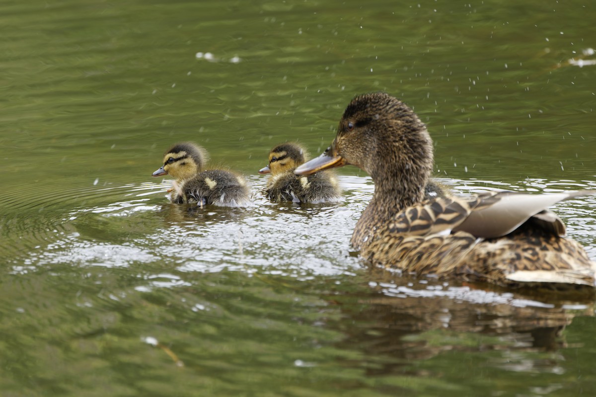 kachna divoká - ML646039209