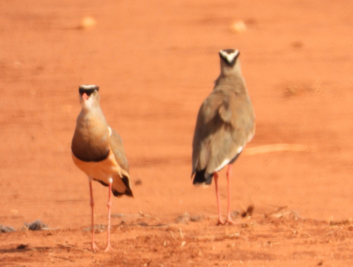 čejka korunkatá - ML646039212