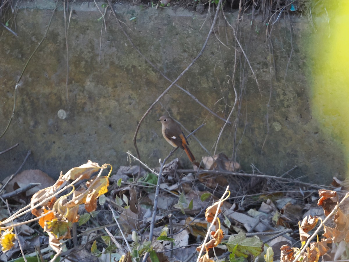 rehek daurský - ML646039221