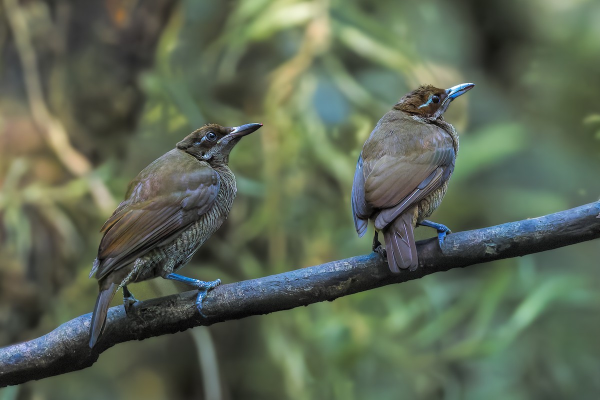 Magnificent Bird-of-Paradise - ML646039224