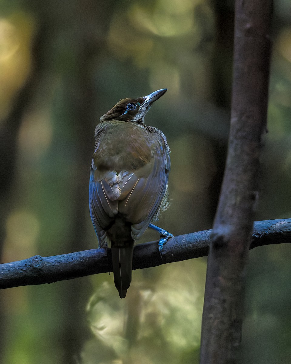 Magnificent Bird-of-Paradise - ML646039227