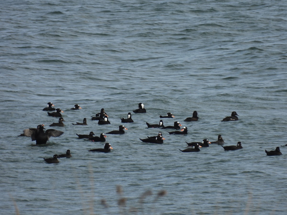 Surf Scoter - ML646039229