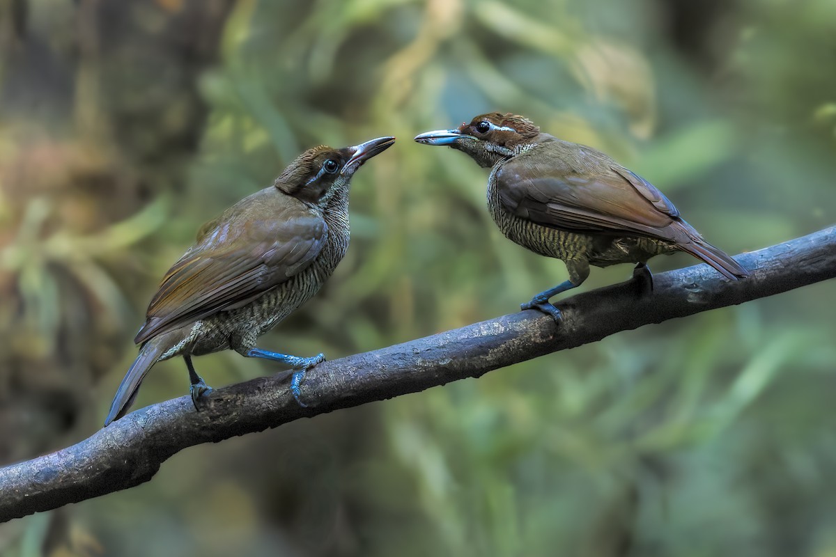 Magnificent Bird-of-Paradise - ML646039230