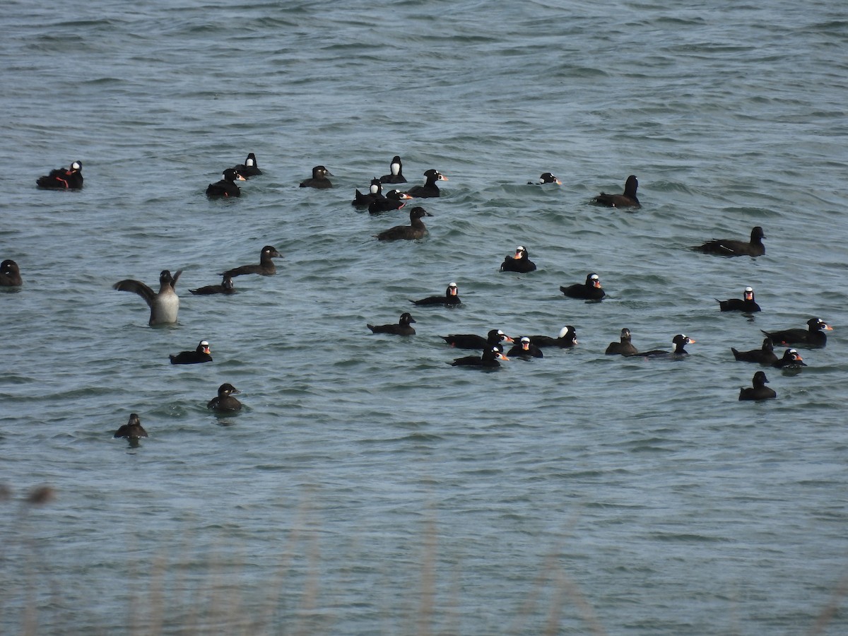 Surf Scoter - ML646039231