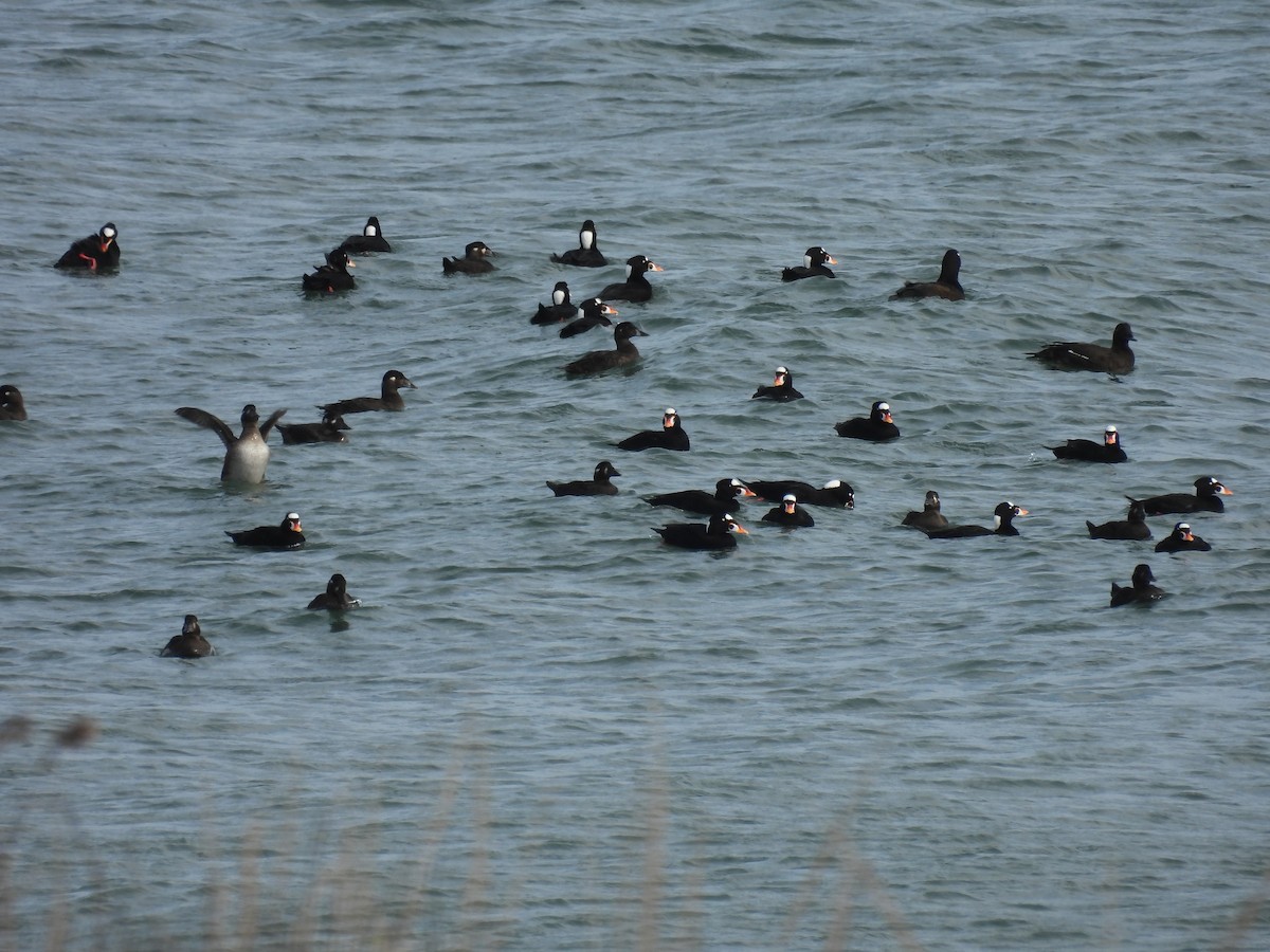 Surf Scoter - ML646039232