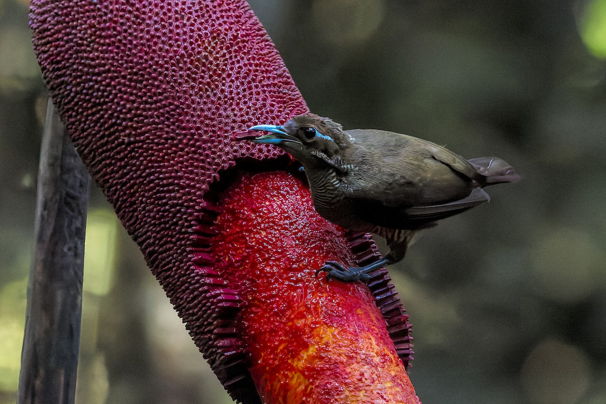 Magnificent Bird-of-Paradise - ML646039233