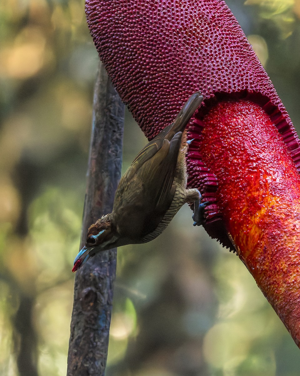 Magnificent Bird-of-Paradise - ML646039234