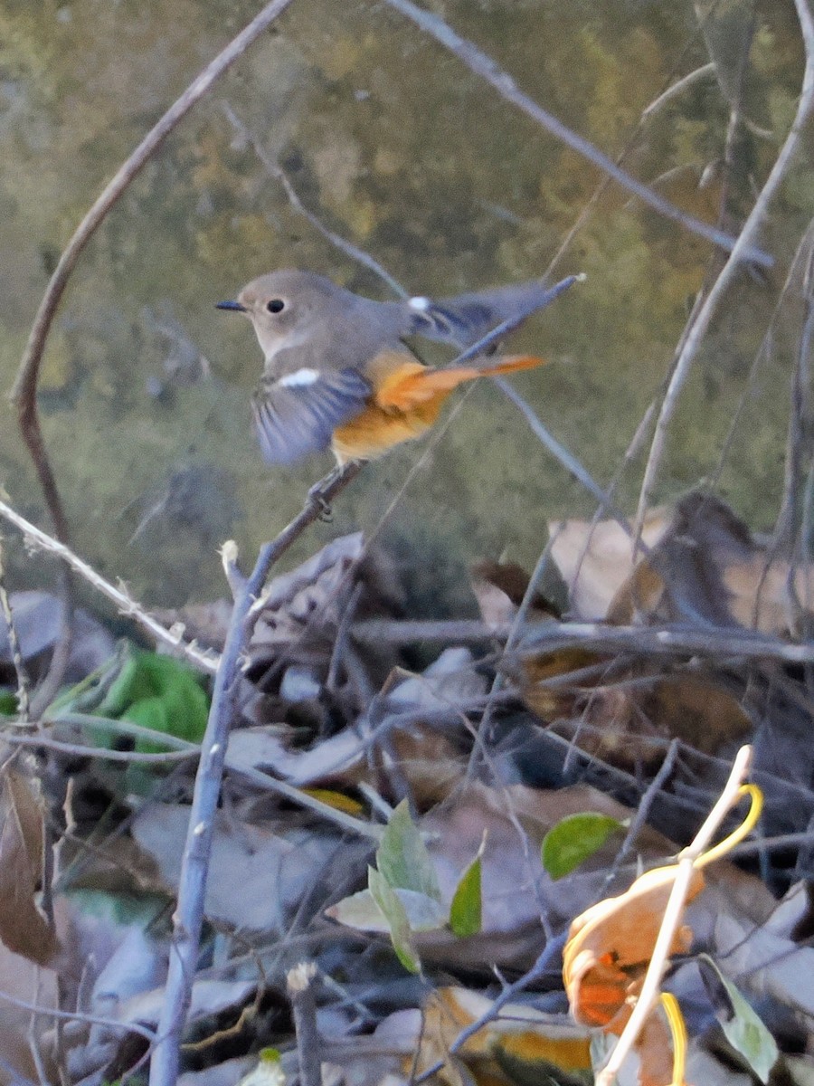 aurorarødstjert - ML646039237