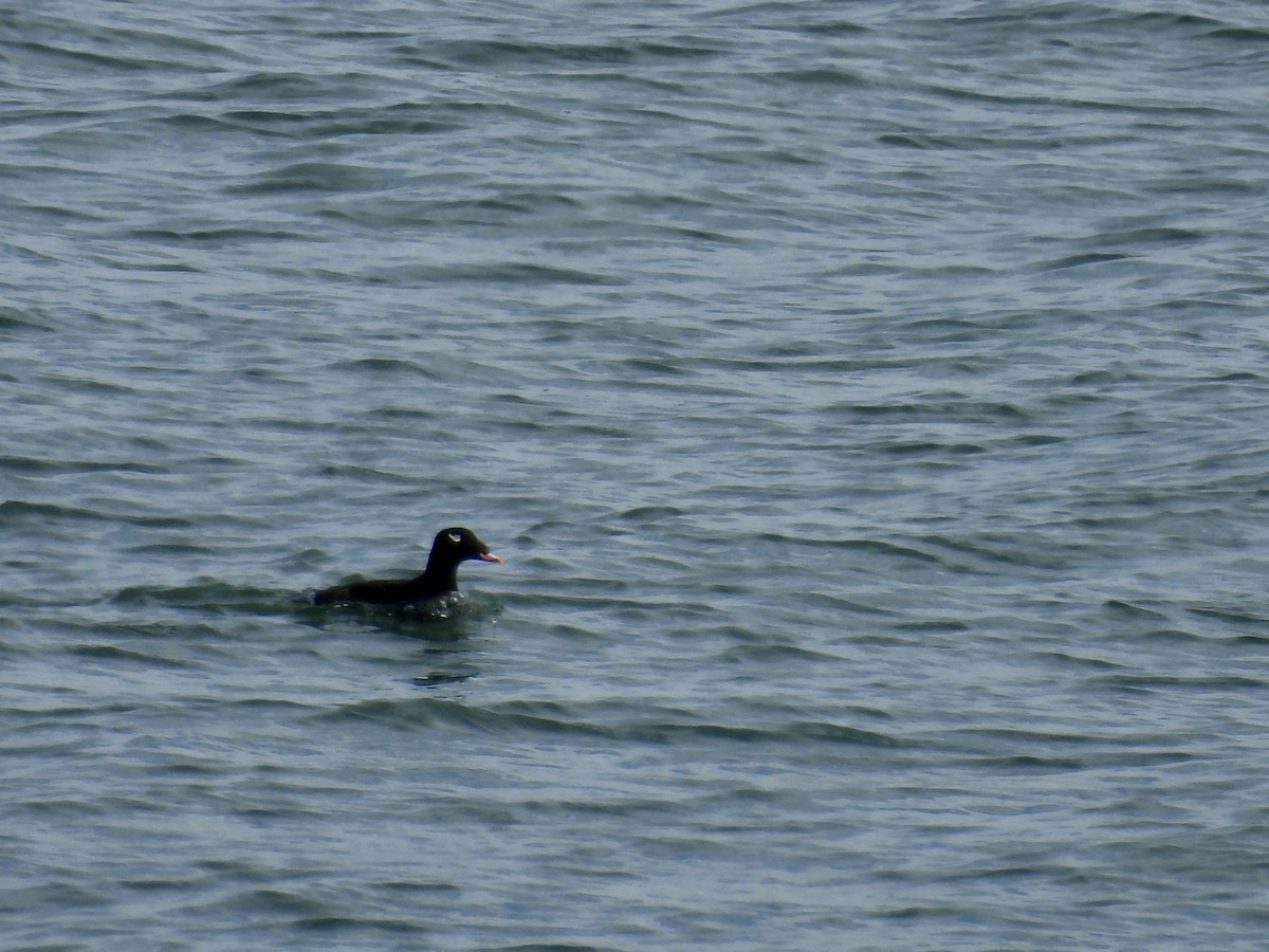 White-winged Scoter - ML646039243