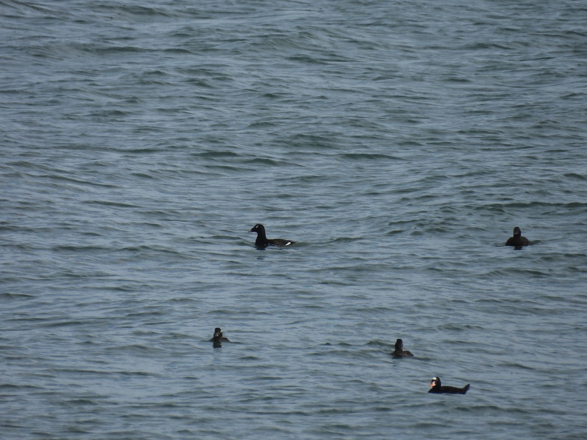 White-winged Scoter - ML646039244