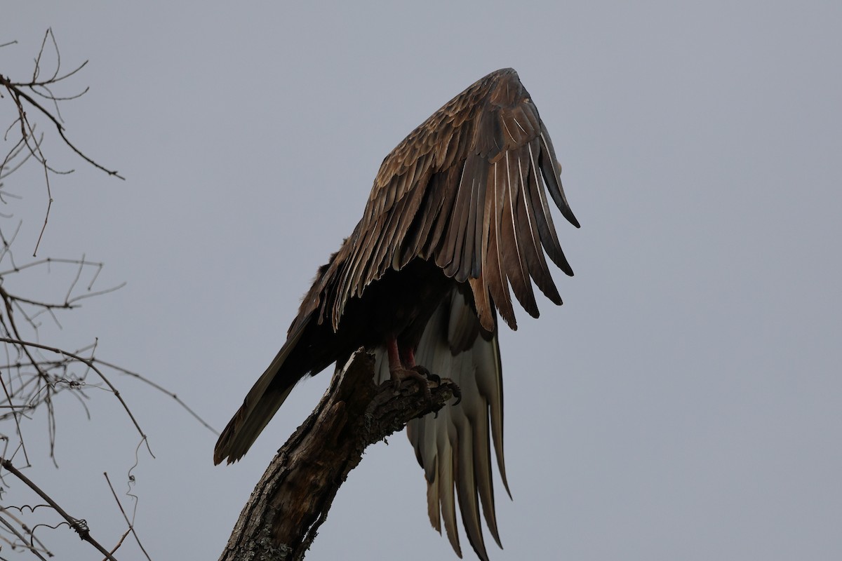 kondor krocanovitý - ML646039245