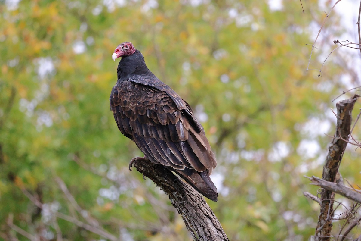 kondor krocanovitý - ML646039246