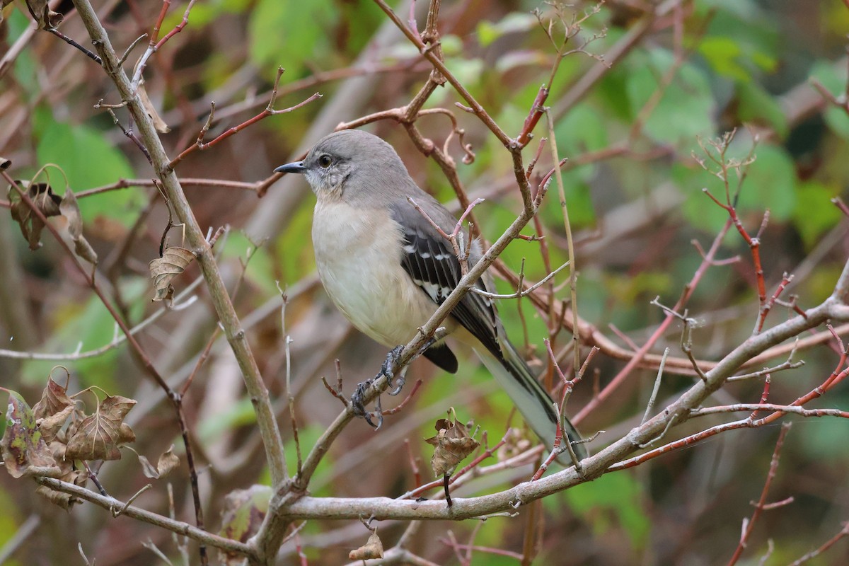 Kuzeyli Taklitçi - ML646039247