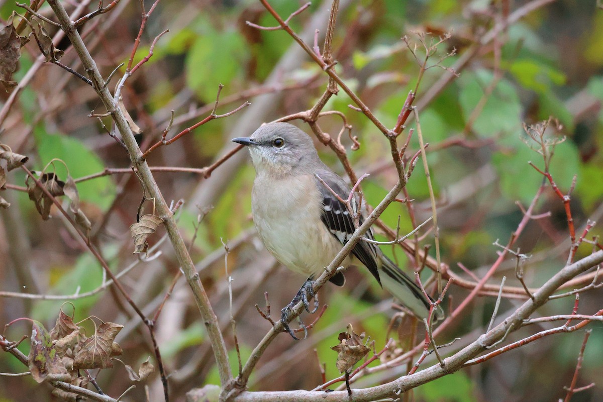 Kuzeyli Taklitçi - ML646039248