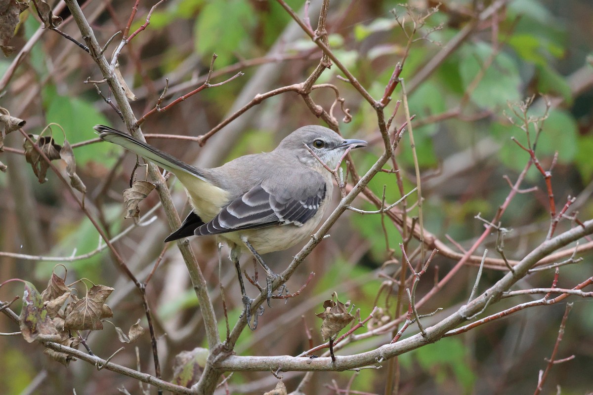 Kuzeyli Taklitçi - ML646039249