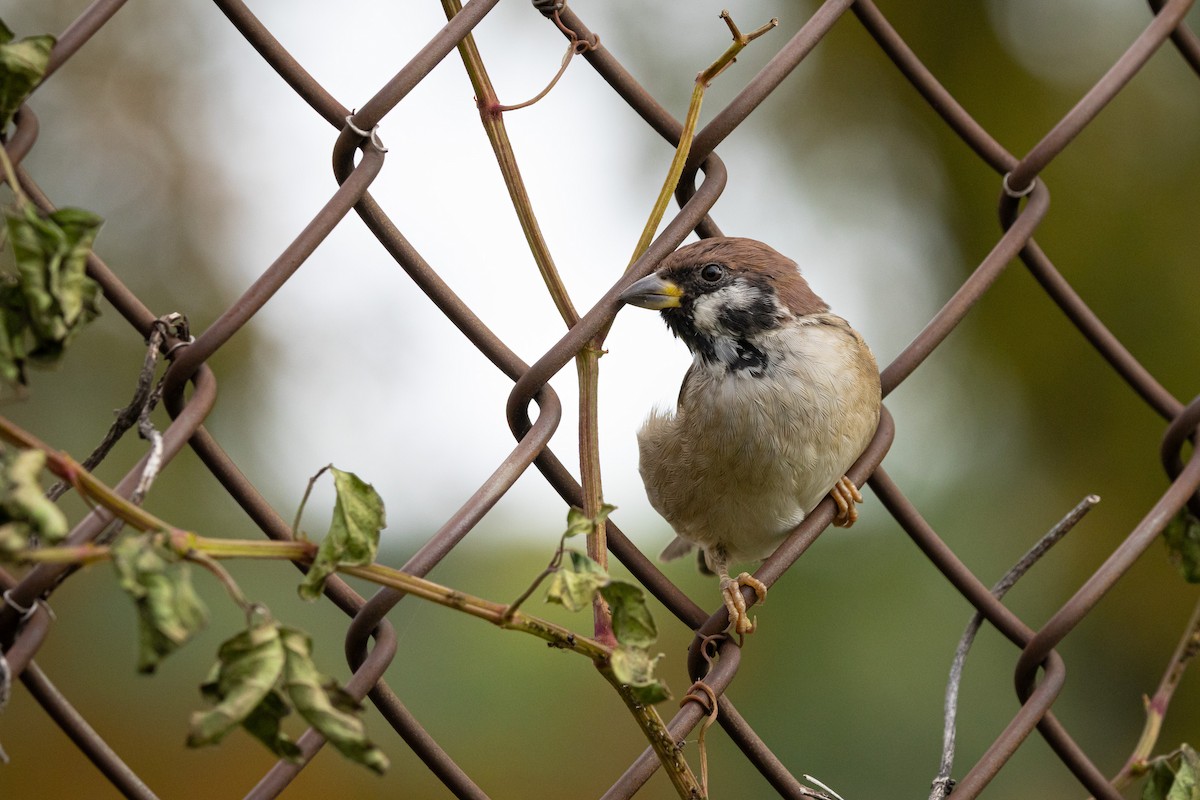 pilfink - ML646039258