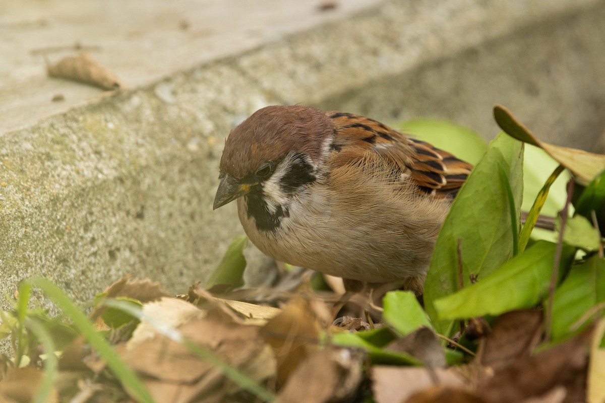 pilfink - ML646039259