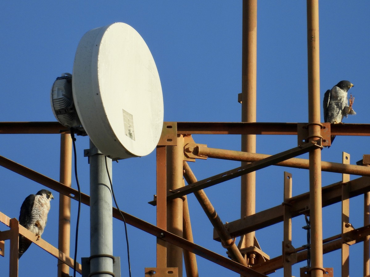 Peregrine Falcon - ML646039260