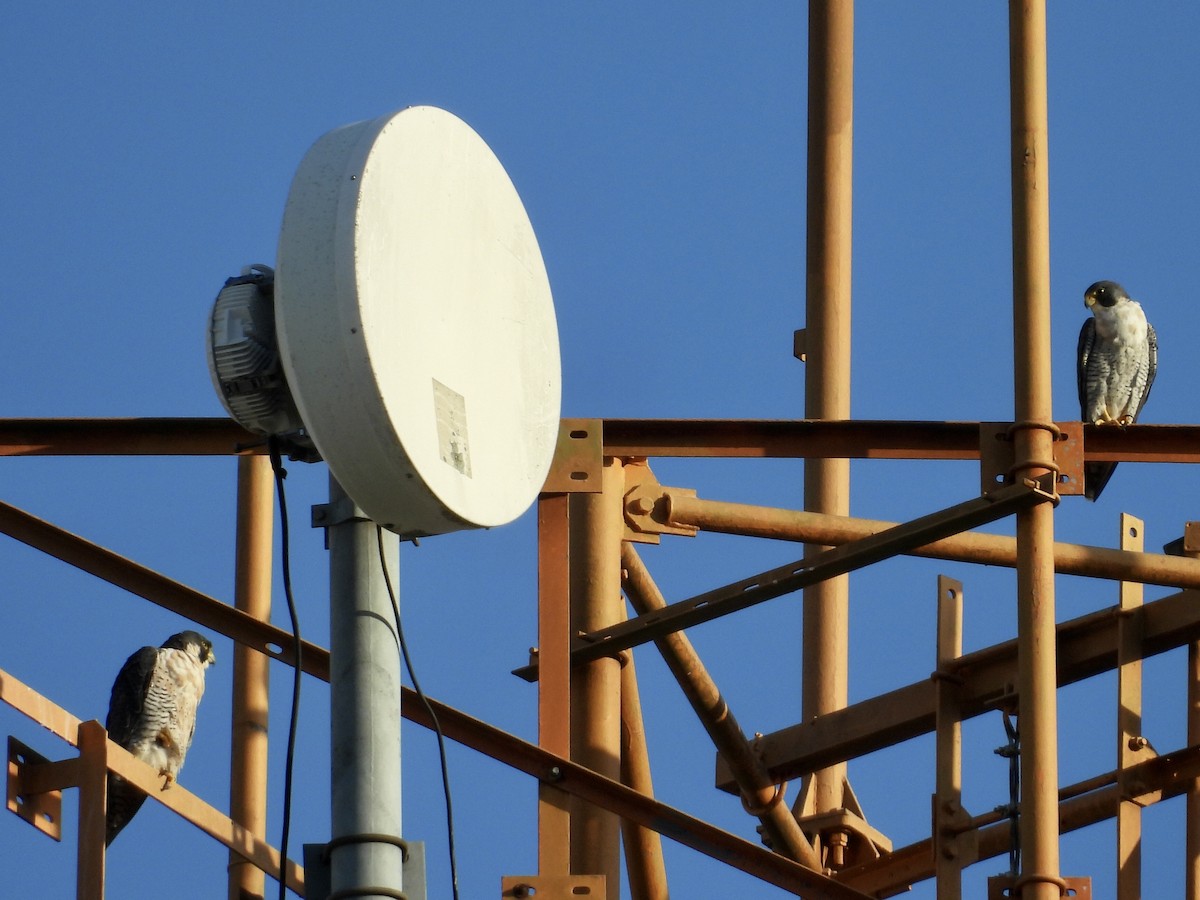 Peregrine Falcon - ML646039261