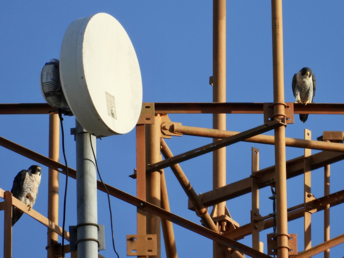 Peregrine Falcon - ML646039262