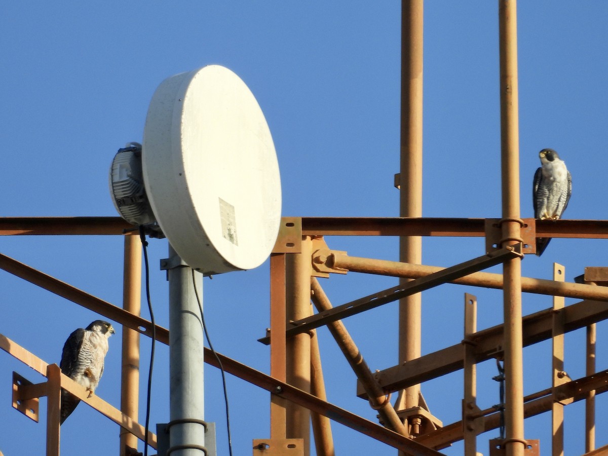 Peregrine Falcon - ML646039263