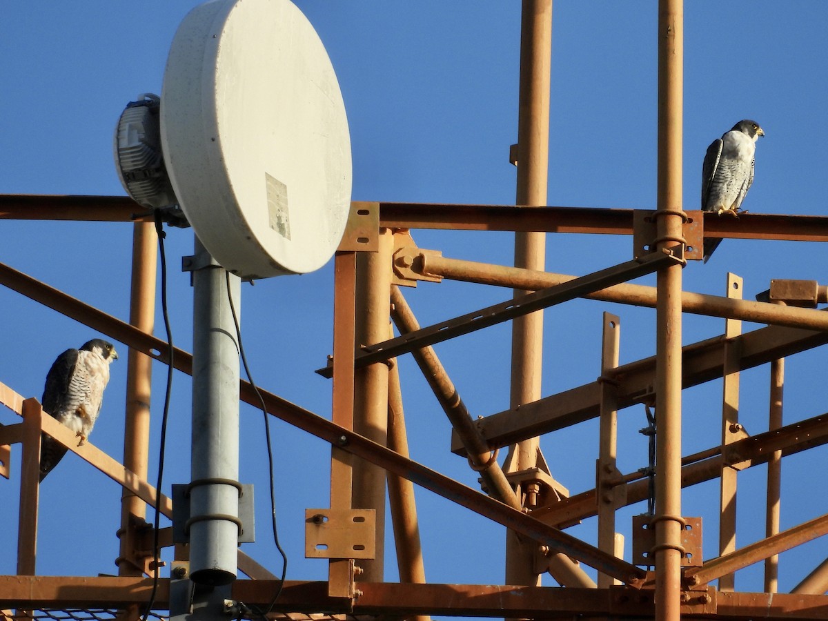 Peregrine Falcon - ML646039264