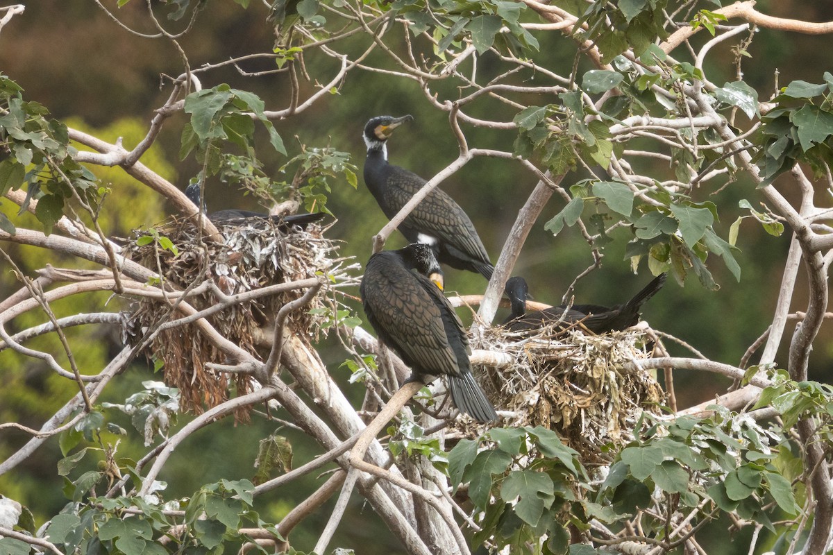 storskarv (sinensis/hanedae) - ML646039265