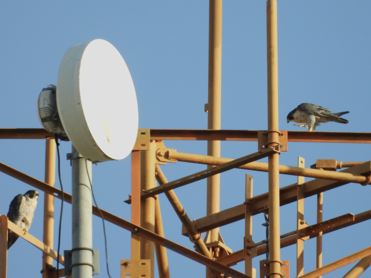 Peregrine Falcon - ML646039266