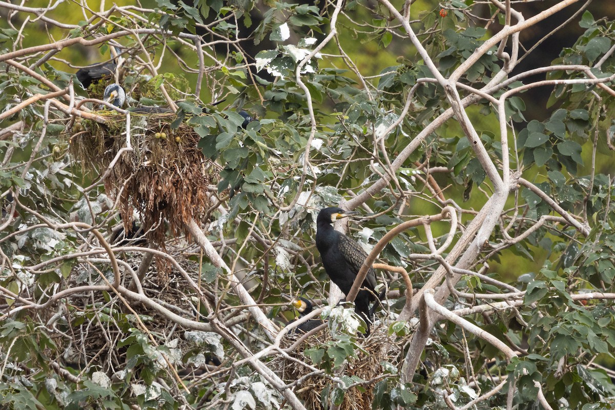 storskarv (sinensis/hanedae) - ML646039267