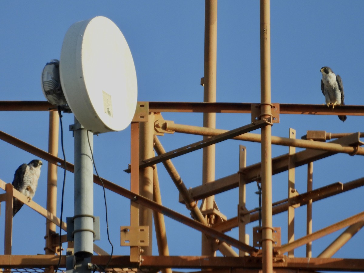 Peregrine Falcon - ML646039268