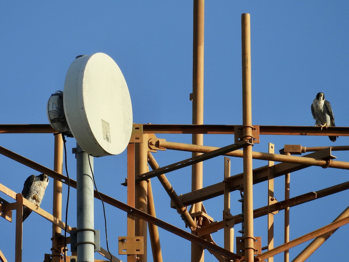 Peregrine Falcon - ML646039269