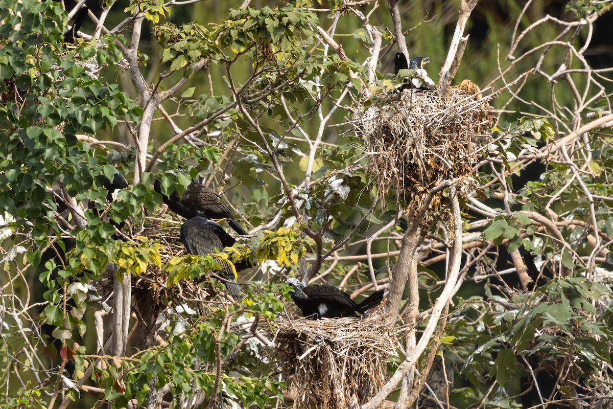 storskarv (sinensis/hanedae) - ML646039270