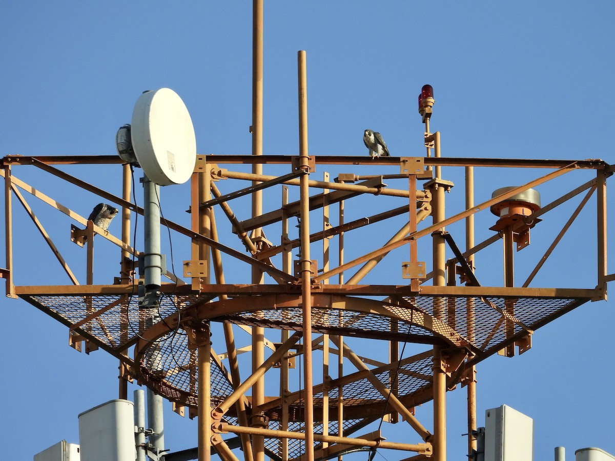 Peregrine Falcon - ML646039271