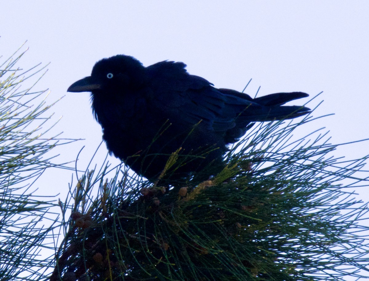 Australian Raven - ML646039272
