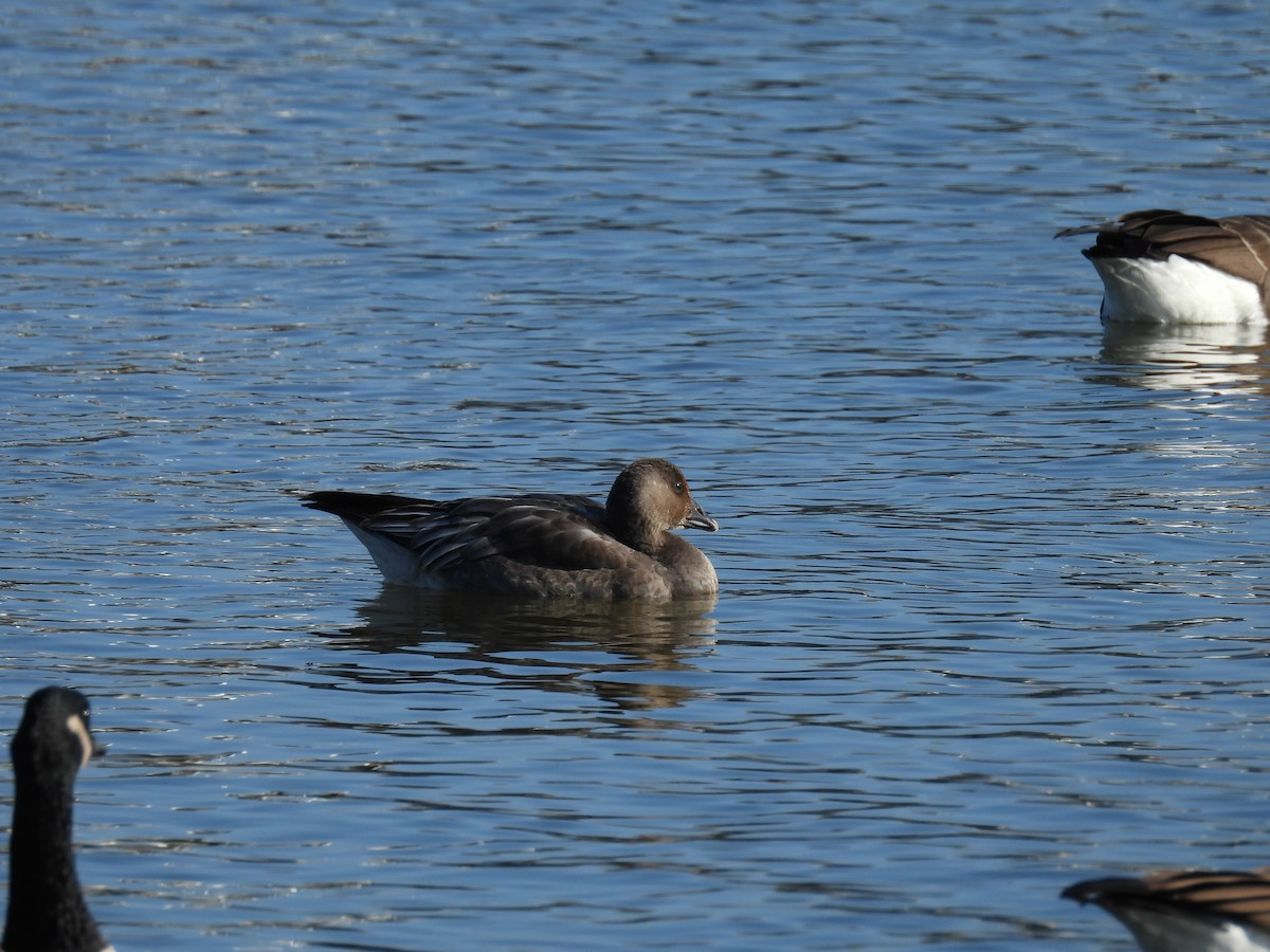 Snow Goose - ML646039274