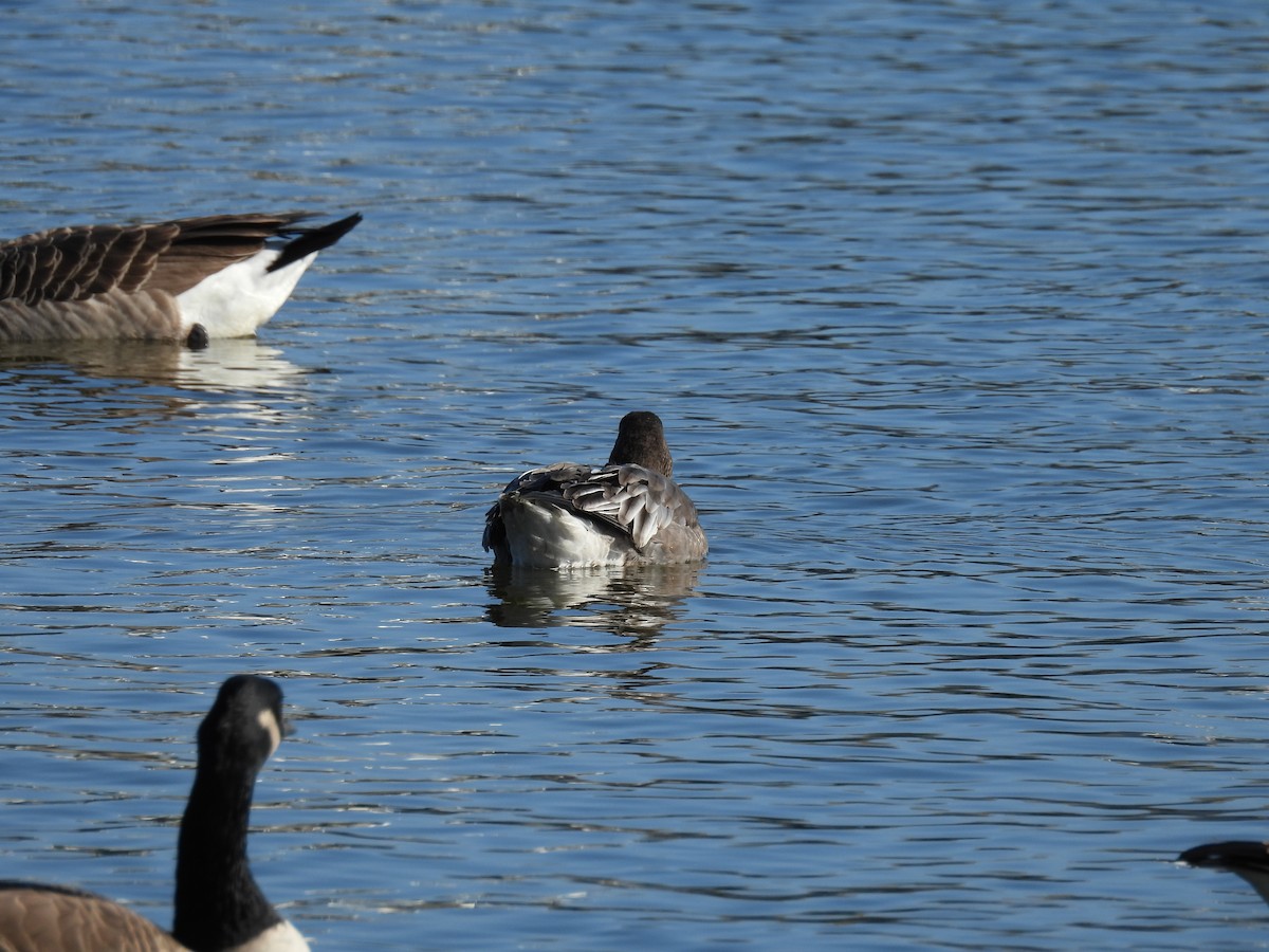 Snow Goose - ML646039275