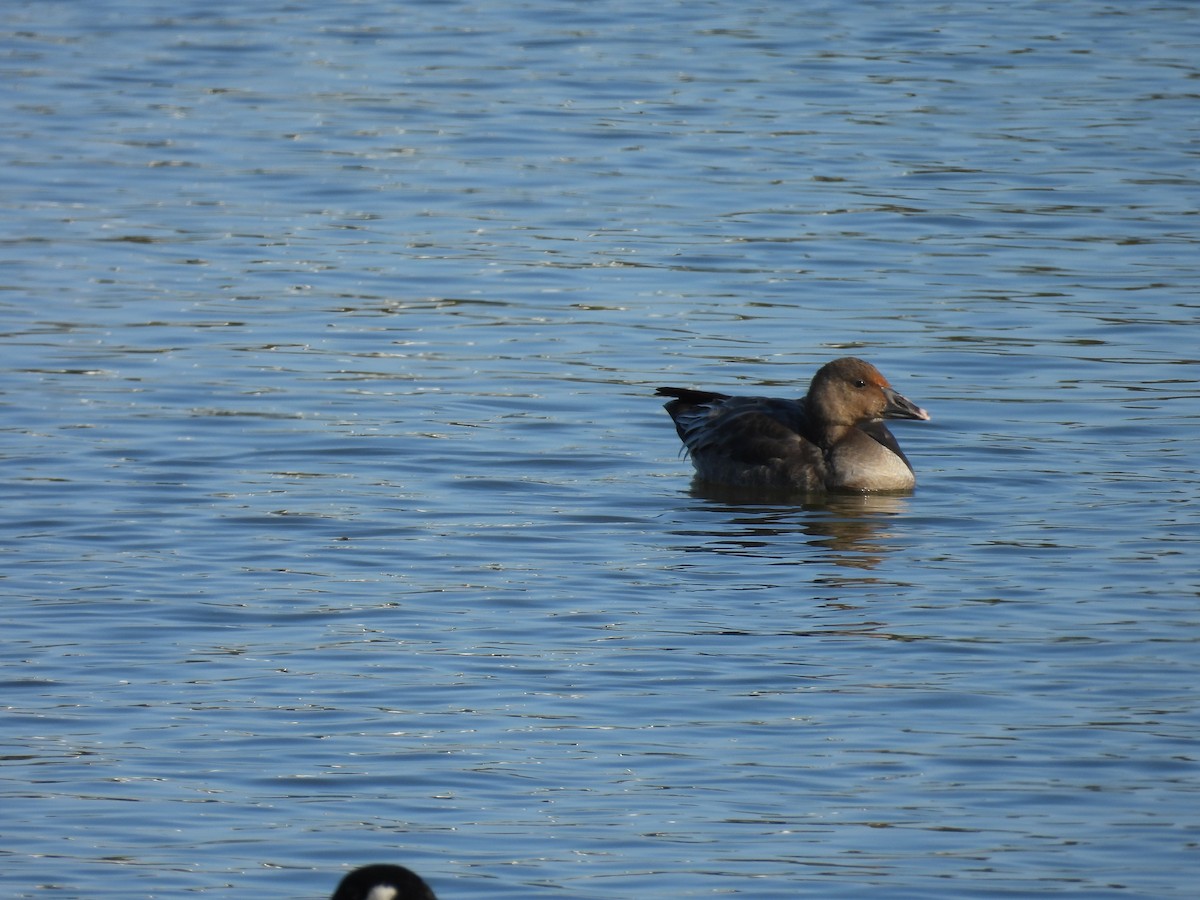Snow Goose - ML646039276
