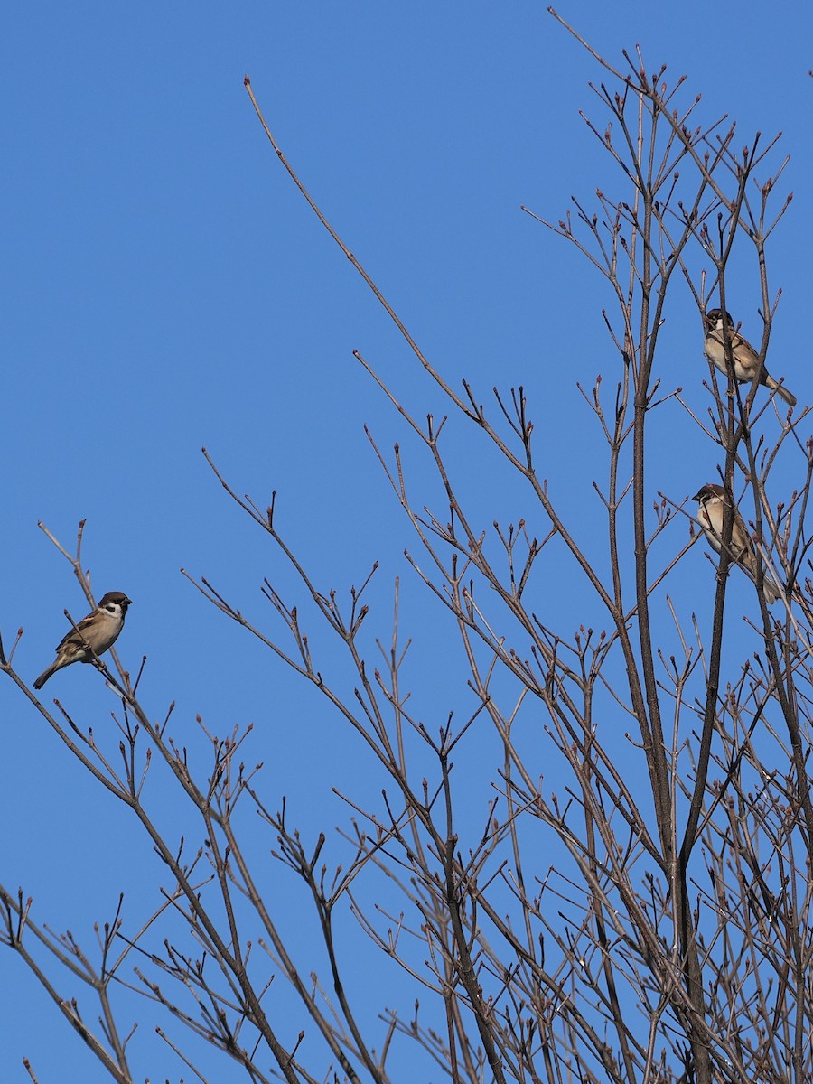 pilfink - ML646039284