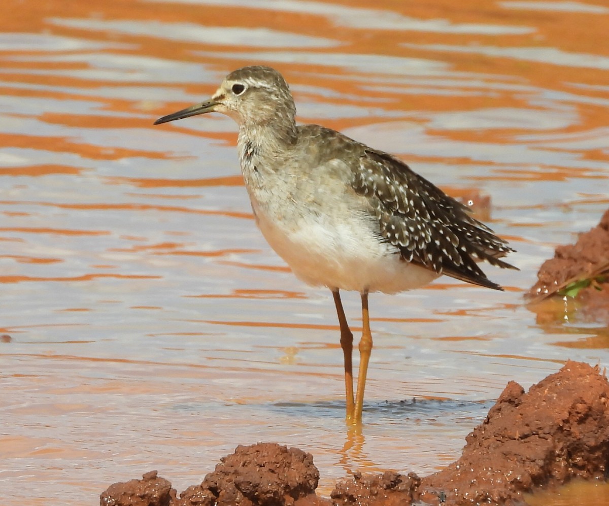 vodouš bahenní - ML646039290