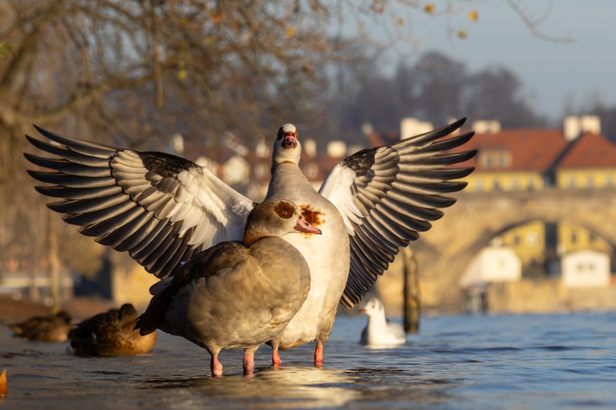 Egyptian Goose - ML646039307