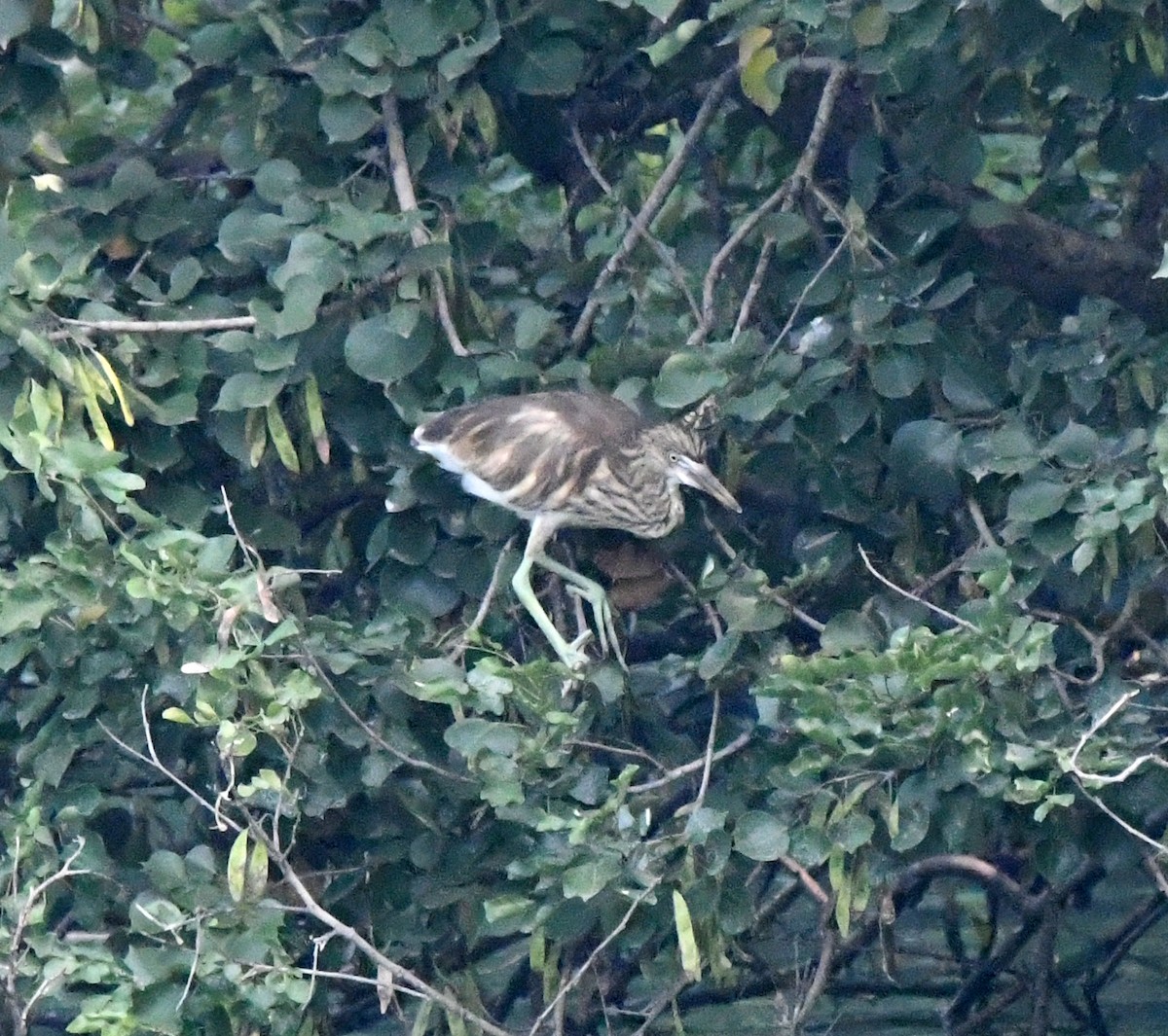 Indian Pond-Heron - ML646039319