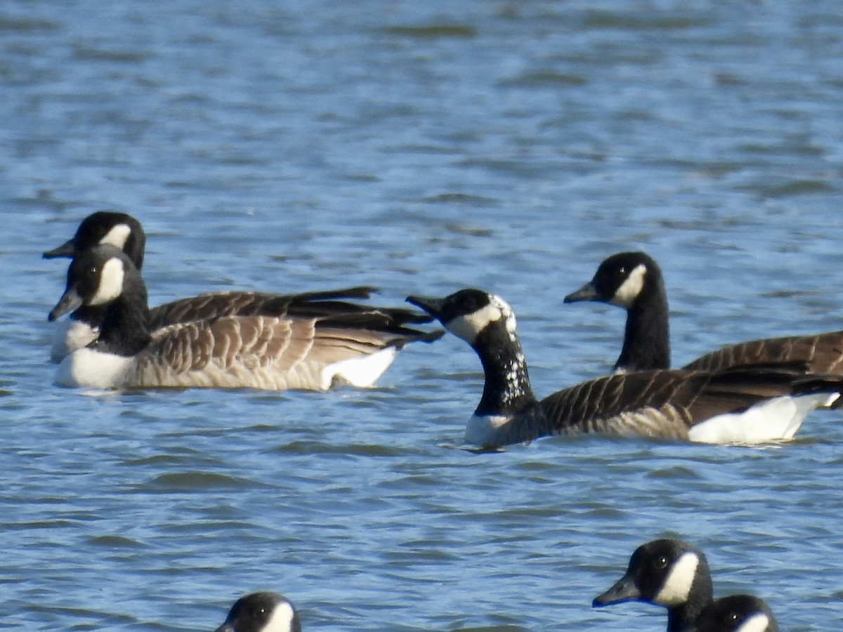 Canada Goose - ML646039331