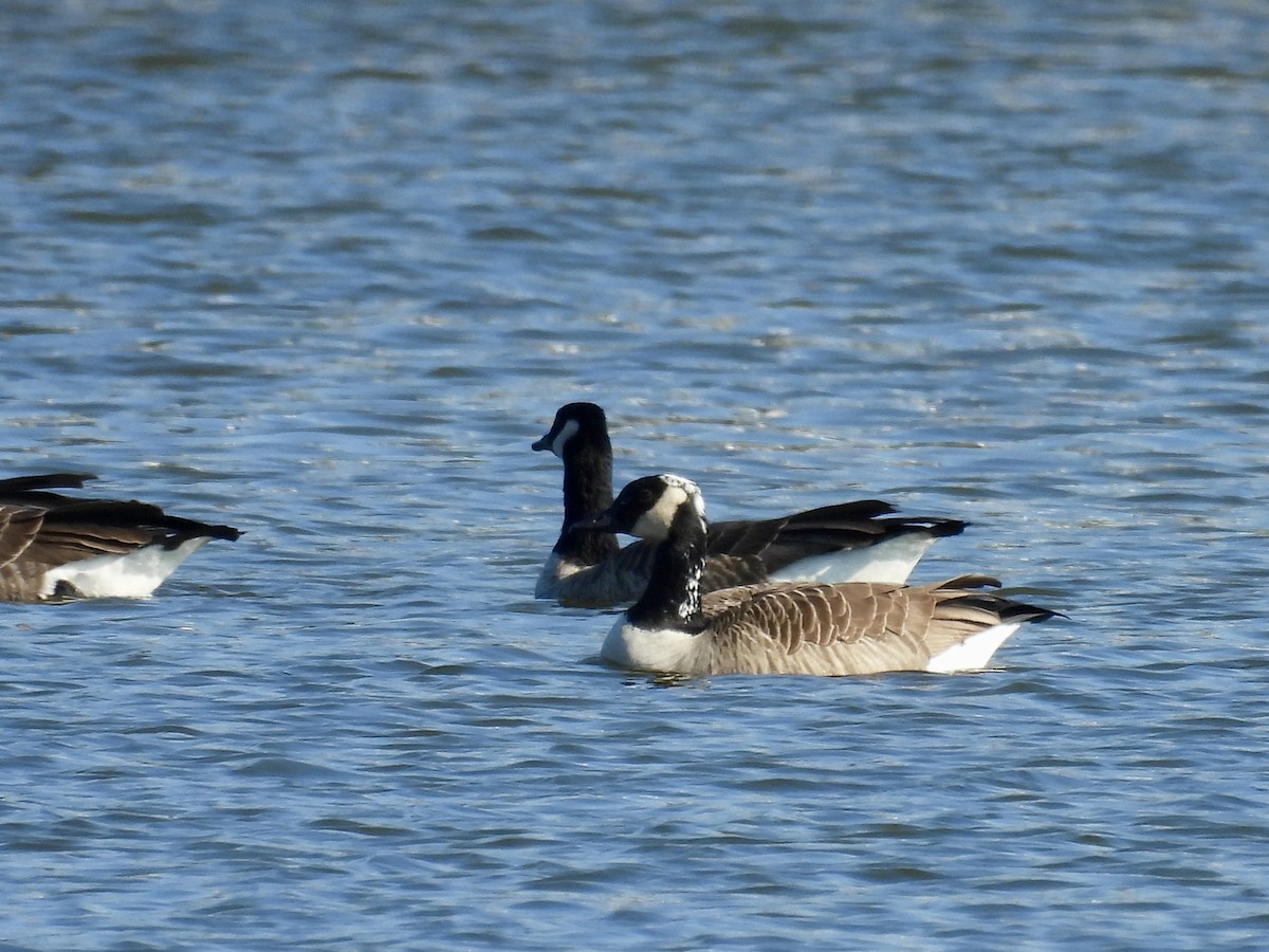 Canada Goose - ML646039333